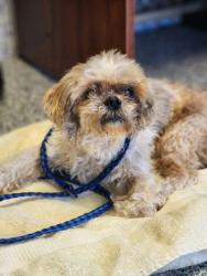 Shelter Stray Male Dog last seen Near Nine Times Rd, PICKENS COUNTY, SC, 193 County Farm Rd, Pickens, SC 29671, USA