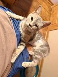 Shelter Stray Female Cat last seen , , NM, 1209 NM-314, Los Lunas, NM 87031, USA
