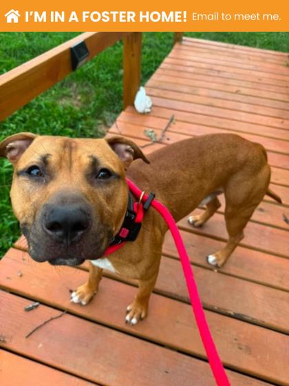 Shelter Stray Male Dog last seen Near W Mulberry St, 21223, MD, 2490 Giles Rd, Baltimore, MD 21225, USA