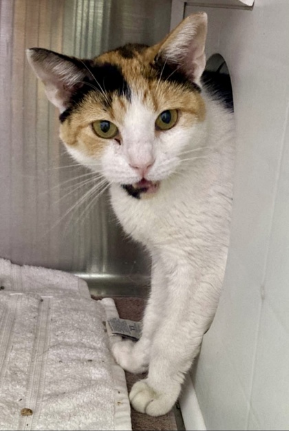Shelter Stray Female Cat last seen Near Federal street, 21213, MD, 2490 Giles Rd, Baltimore, MD 21225, USA