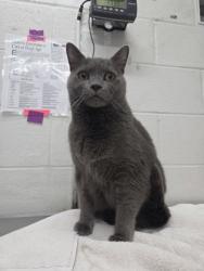Shelter Stray Male Cat last seen Near N carey St Apt 3, 21223, MD, 2490 Giles Rd, Baltimore, MD 21225, USA