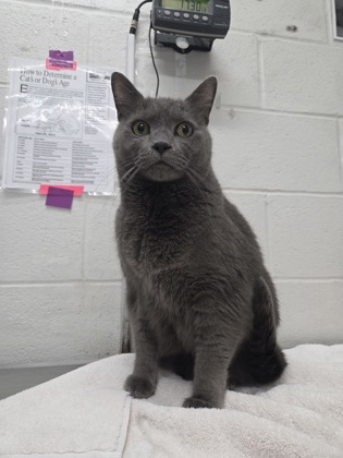 Shelter Stray Male Cat last seen Near N carey St Apt 3, 21223, MD, 2490 Giles Rd, Baltimore, MD 21225, USA