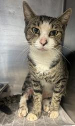 Shelter Stray Male Cat last seen Near Noreen Way, 30058, GA, 3280 Chamblee Dunwoody Rd, Chamblee, GA 30341, USA