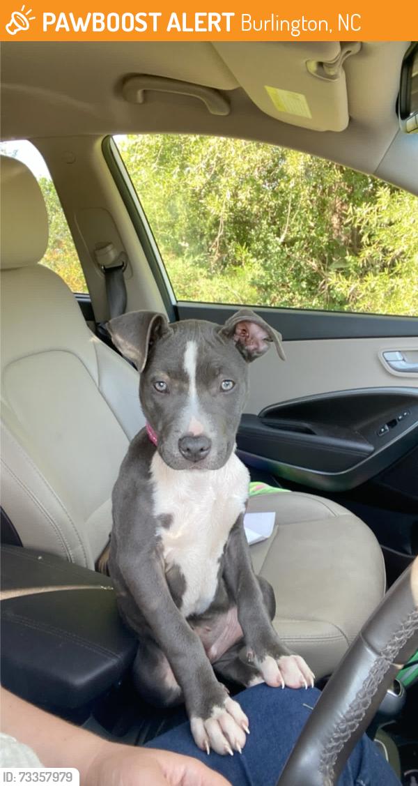 Found/Stray Female Dog last seen Burlington, Burlington, NC 27216