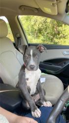 Found/Stray Female Dog last seen Burlington, Burlington, NC 27216