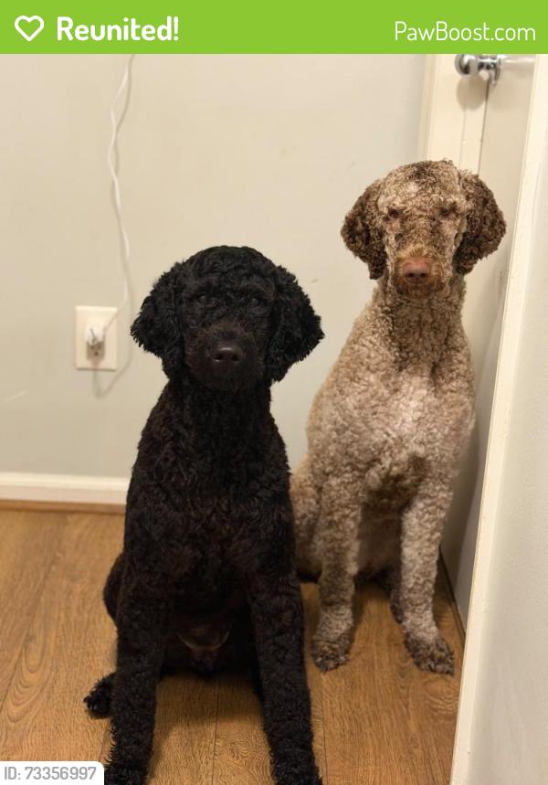 Reunited Female Dog last seen Near longbriar Dr, Gastonia, NC 28056