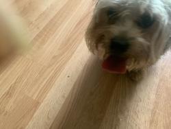Found/Stray Female Dog last seen The Dead End on Burbank st, Columbus, GA 31907
