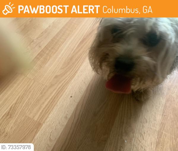 Found/Stray Female Dog last seen The Dead End on Burbank st, Columbus, GA 31907