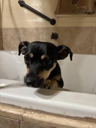 Found/Stray Male Dog last seen Inside the park, Los Angeles, CA 90059