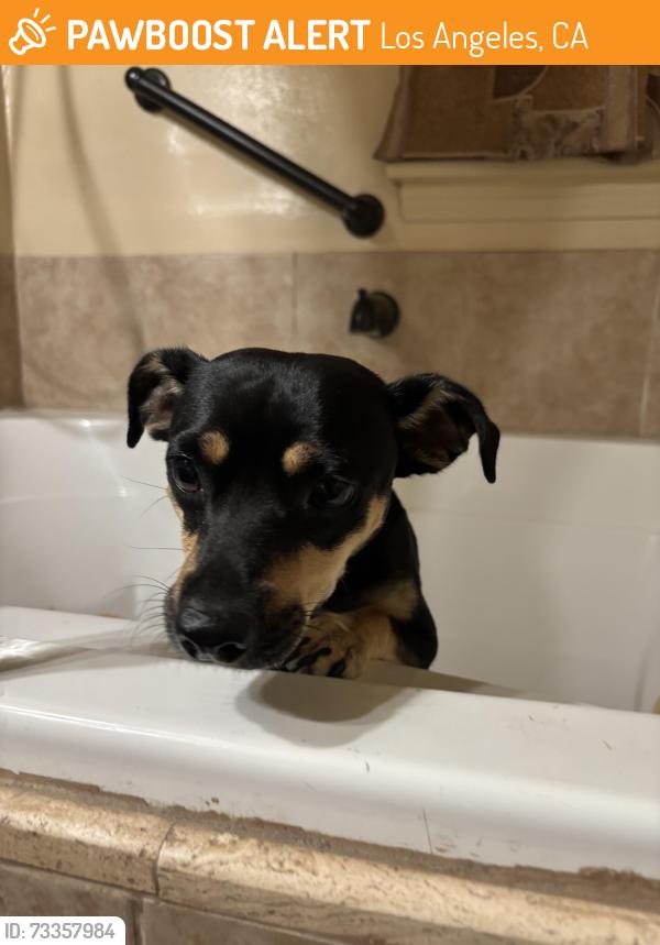 Found/Stray Male Dog last seen Inside the park, Los Angeles, CA 90059
