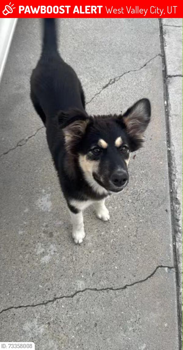 Lost Female Dog last seen Near west valley Nancy dr 84120, West Valley City, UT 84120
