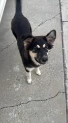Lost Female Dog last seen Near west valley Nancy dr 84120, West Valley City, UT 84120