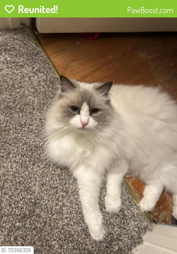 Reunited Female Cat last seen Marshall, Trinity Drive, Vacaville, CA 95687