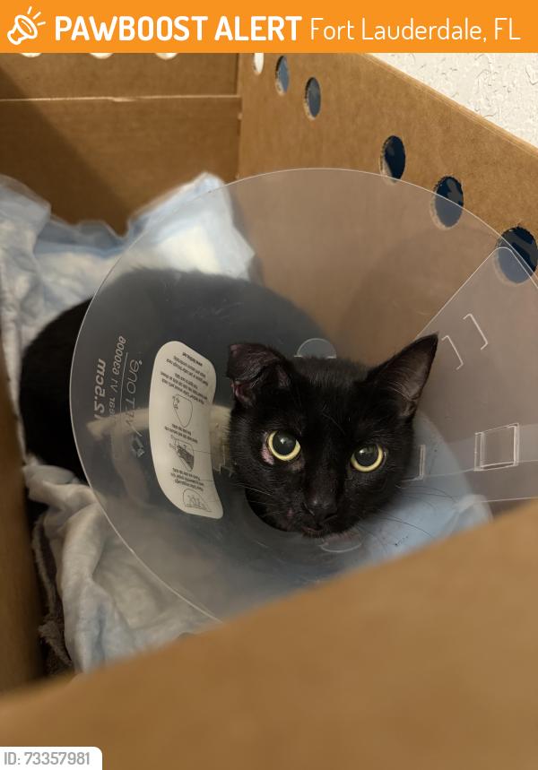 Found/Stray Female Cat last seen Near near the exits for 95, Fort Lauderdale, FL 33315