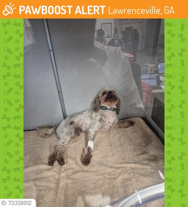 Found/Stray Unknown Dog last seen Gwinnett county animal shelter - contact, Lawrenceville, GA 30045