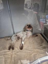 Found/Stray Unknown Dog last seen Gwinnett county animal shelter - contact, Lawrenceville, GA 30045