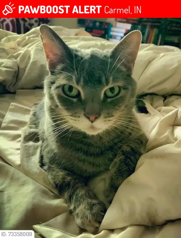 Lost Male Cat last seen Rolling Springs Dr. South of Woodbrook Elementary School, Carmel, IN 46033