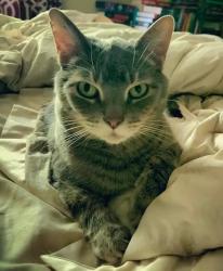 Lost Male Cat last seen Rolling Springs Dr. South of Woodbrook Elementary School, Carmel, IN 46033