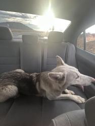 Found/Stray Female Dog last seen Gilman springs & Alessandro Blvd, Moreno Valley, CA 92555