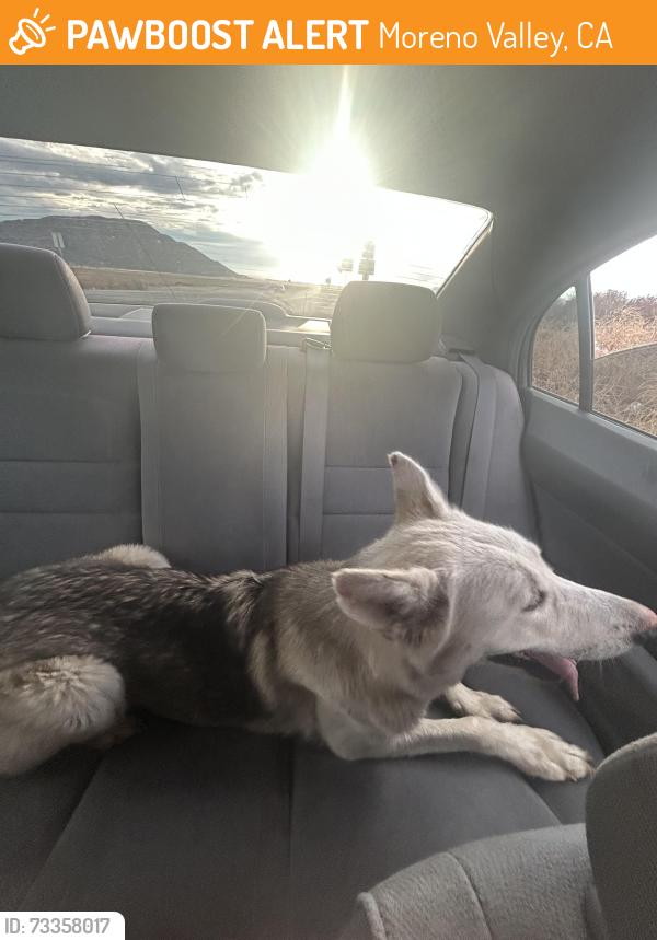 Found/Stray Female Dog last seen Gilman springs & Alessandro Blvd, Moreno Valley, CA 92555