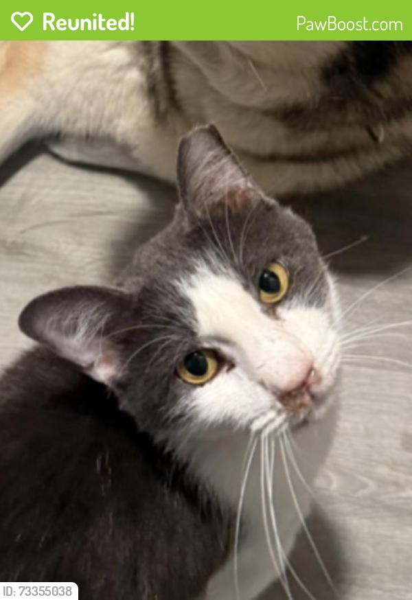 Reunited Male Cat last seen Forest hills vet, Wilmington, NC 28405