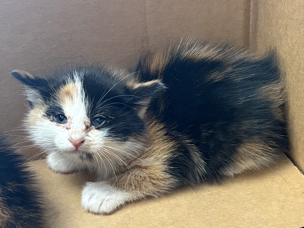 Shelter Stray Female Cat last seen Near N Colorado Drive, SALT LAKE CITY, UT, 84116, 511 W 3900 S, Salt Lake City, UT 84123, USA