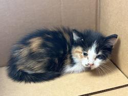 Shelter Stray Female Cat last seen Near N Colorado Drive, SALT LAKE CITY, UT, 84116, 511 W 3900 S, Salt Lake City, UT 84123, USA