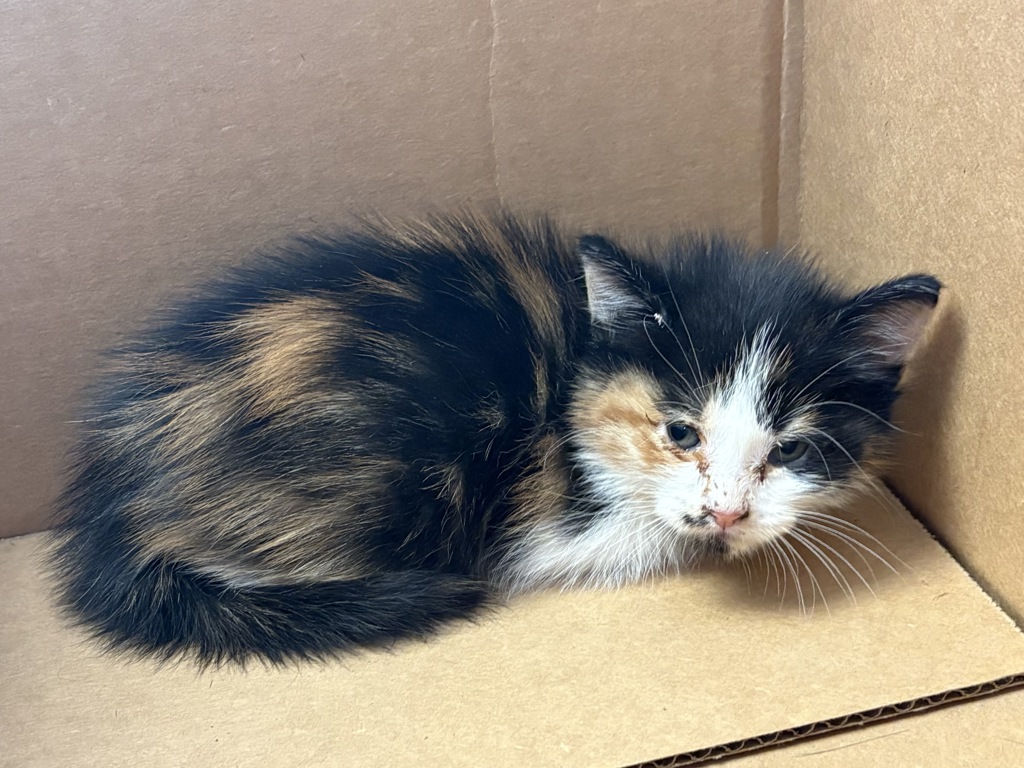 Shelter Stray Female Cat last seen Near N Colorado Drive, SALT LAKE CITY, UT, 84116, 511 W 3900 S, Salt Lake City, UT 84123, USA