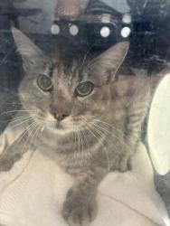 Shelter Stray Male Cat last seen Near E Downington Avenue, SALT LAKE CITY, UT, 84115, 511 W 3900 S, Salt Lake City, UT 84123, USA