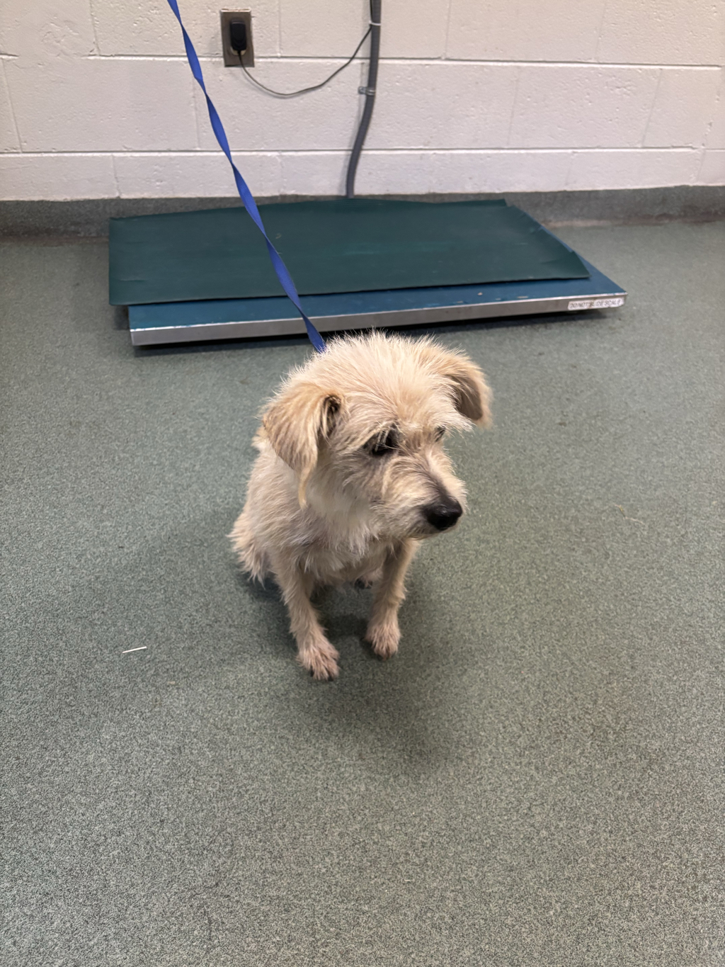 Shelter Stray Female Dog last seen Branders Bridge / Timsbury Point Court, CHESTER, VA, 23831, 9300 Public Works Rd, Chesterfield, VA 23832, USA