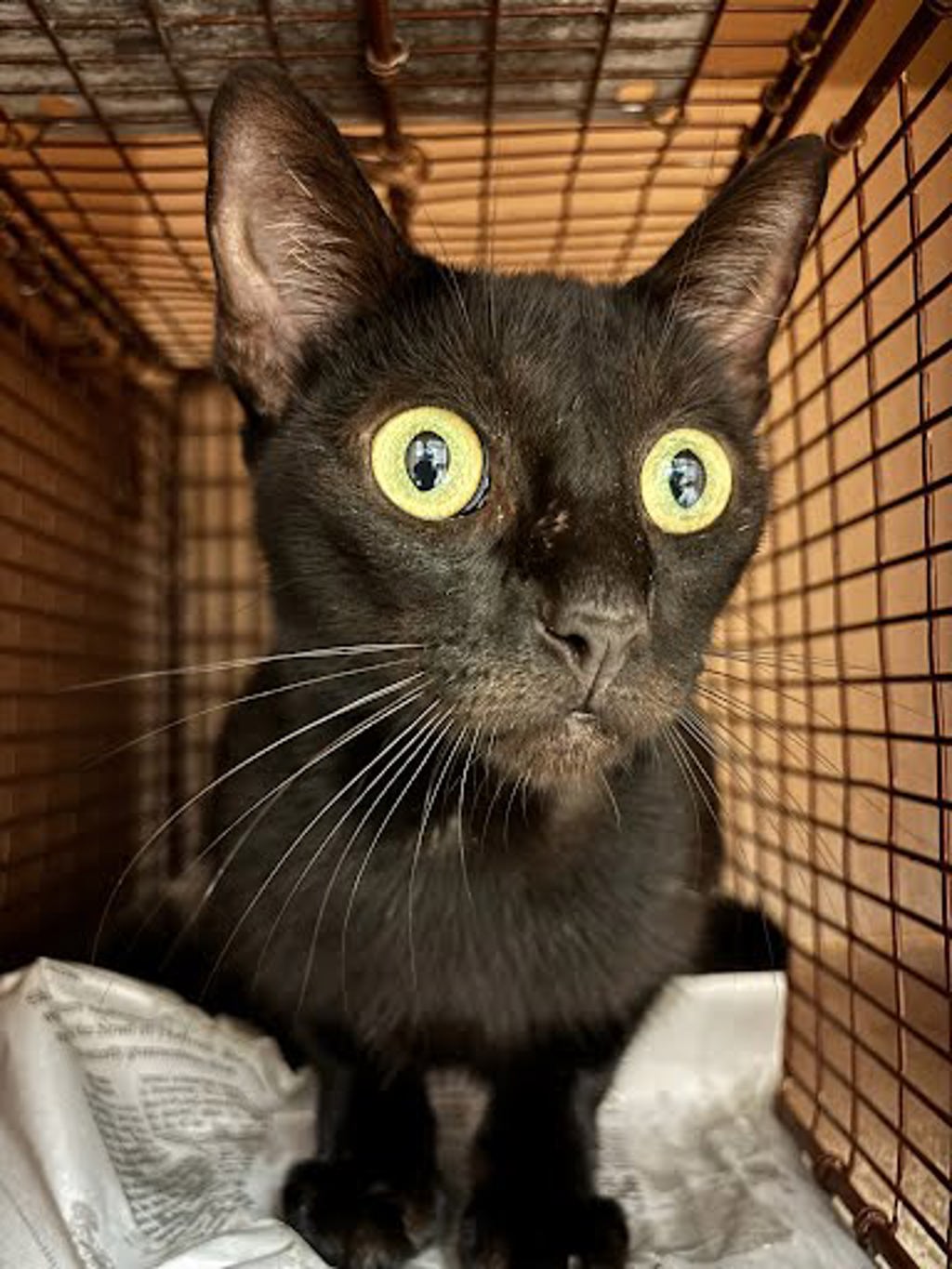 Shelter Stray Female Cat last seen Near Tillery Street, AUSTIN, TX, 78702, 7201 Levander Loop bldg a, Austin, TX 78702, USA