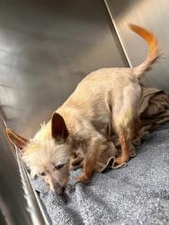 Shelter Stray Female Dog last seen N Lamar Boulevard, AUSTIN, TX, 78753, 7201 Levander Loop bldg a, Austin, TX 78702, USA