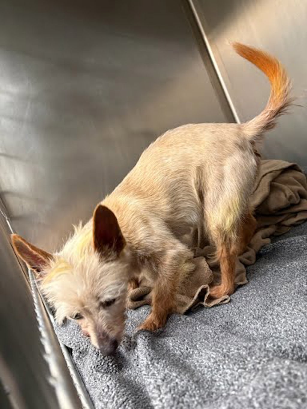 Shelter Stray Female Dog last seen N Lamar Boulevard, AUSTIN, TX, 78753, 7201 Levander Loop bldg a, Austin, TX 78702, USA