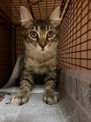 Shelter Stray Unknown Cat last seen Near E Oltorf Street, AUSTIN, TX, 78741, 7201 Levander Loop bldg a, Austin, TX 78702, USA