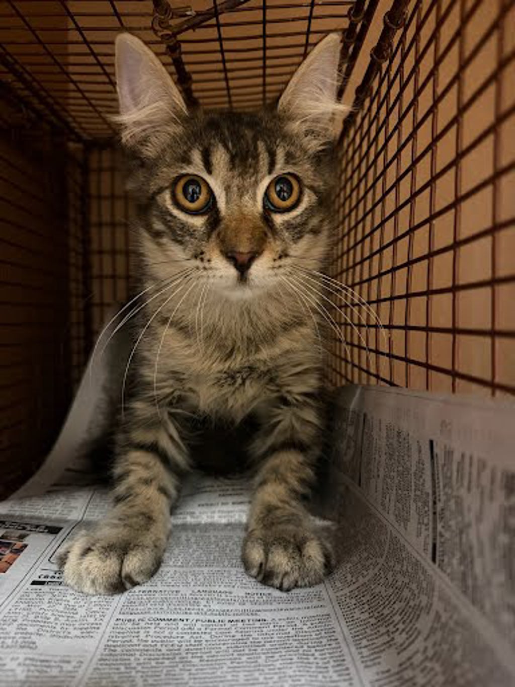 Shelter Stray Unknown Cat last seen Near E Oltorf Street, AUSTIN, TX, 78741, 7201 Levander Loop bldg a, Austin, TX 78702, USA
