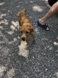 Found/Stray Male Dog last seen McCloud Mountain, Duff, TN 37729