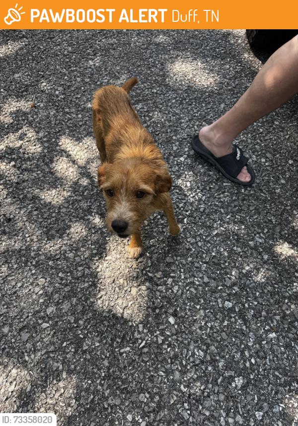 Found/Stray Male Dog last seen McCloud Mountain, Duff, TN 37729