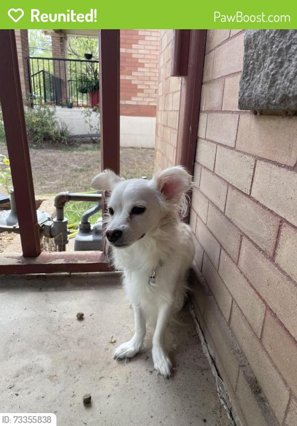 Reunited Male Dog last seen 33rd and Elizabeth, Denver, CO 80205