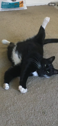 Reunited Male Cat last seen N Whistler alb, Boise, ID 83703