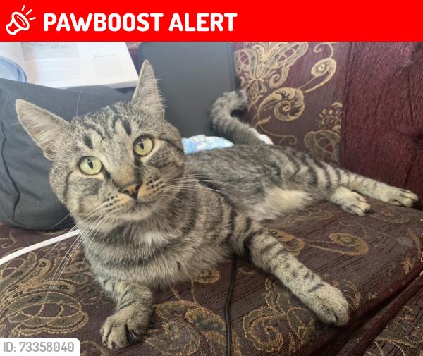 Lost Male Cat last seen Bradshaw and calvine, Sacramento County, CA 95829