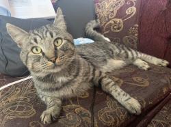 Lost Male Cat last seen Bradshaw and calvine, Sacramento County, CA 95829