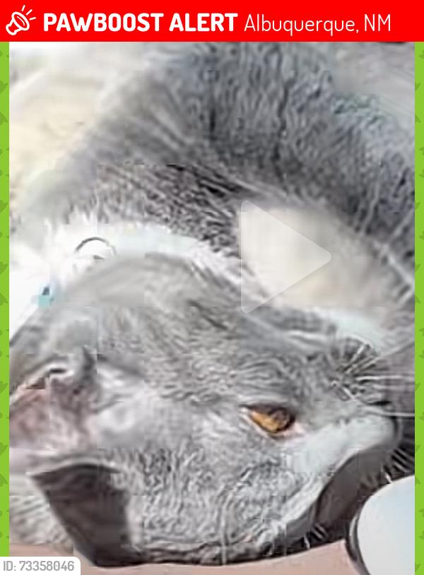 Lost Female Cat last seen Near Lagrima De Oro Road NE, Albuquerque, NM 87111