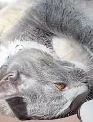 Lost Female Cat last seen Near Lagrima De Oro Road NE, Albuquerque, NM 87111