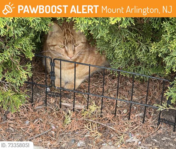 Found/Stray Unknown Cat last seen Circle and Parker, Mount Arlington, NJ 07856