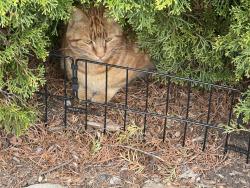 Found/Stray Unknown Cat last seen Circle and Parker, Mount Arlington, NJ 07856