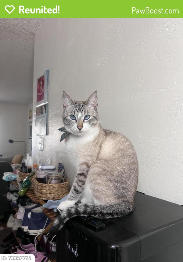 Reunited Male Cat last seen Keating and Guy street, San Diego, CA 92110