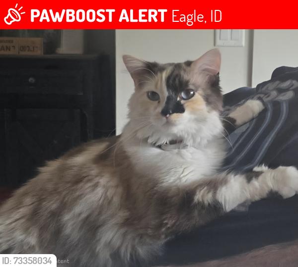Lost Female Cat last seen E Fishing Creek Dr and Colchester Dr, Eagle, ID 83713