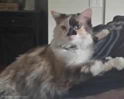 Lost Female Cat last seen E Fishing Creek Dr and Colchester Dr, Eagle, ID 83713