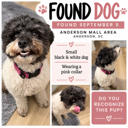 Found/Stray Unknown Dog last seen Near Anderson Mall, Anderson, SC 29621