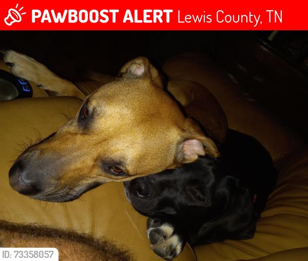 Lost Female Dog last seen Big Swan or Summertown Hwy, Lewis County, TN 38461